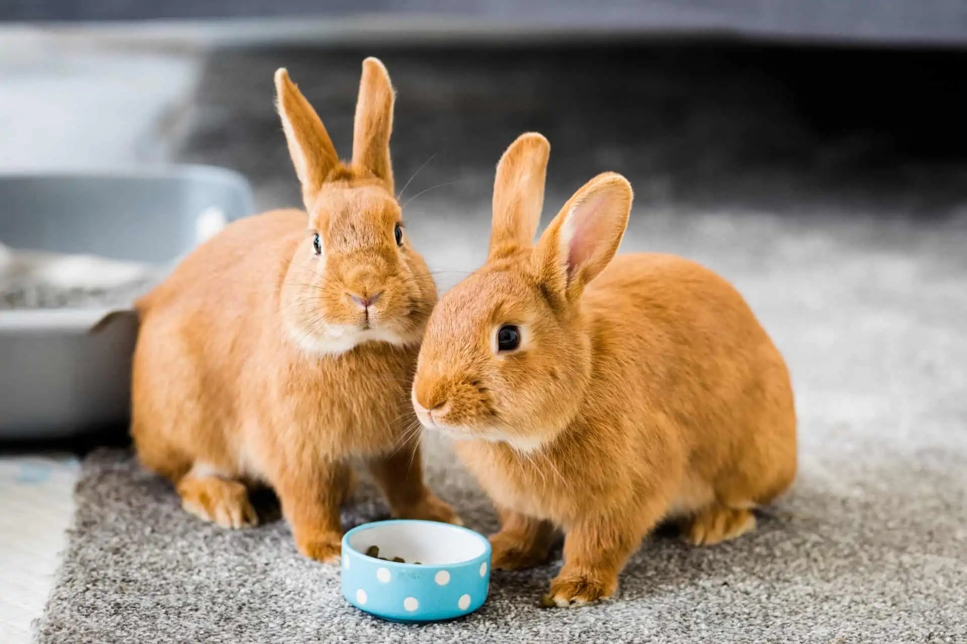 Rabbits