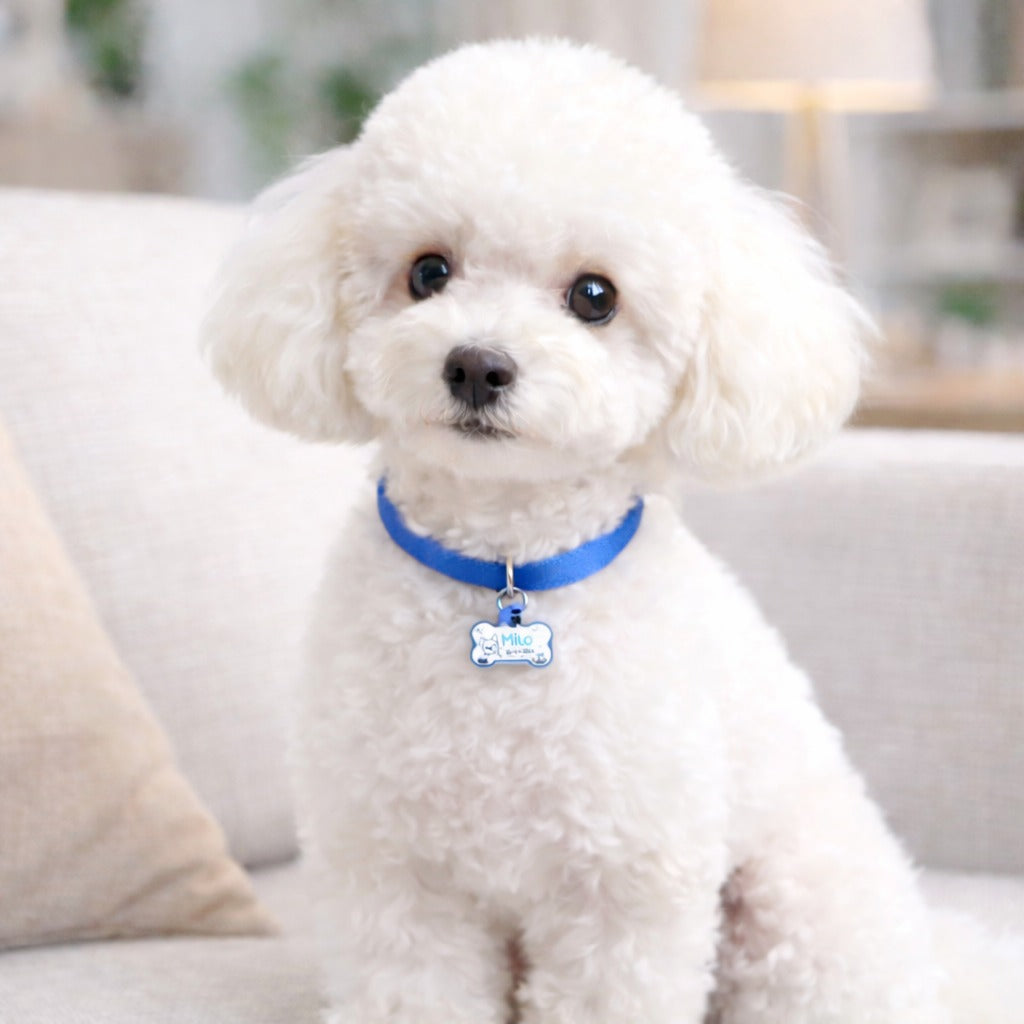 Personalized Pet Collar Tag, Dog Cat Tag, Custom Cat Collar Tag, Pet ID Tag, Engraved Pet Tag, Pet Name