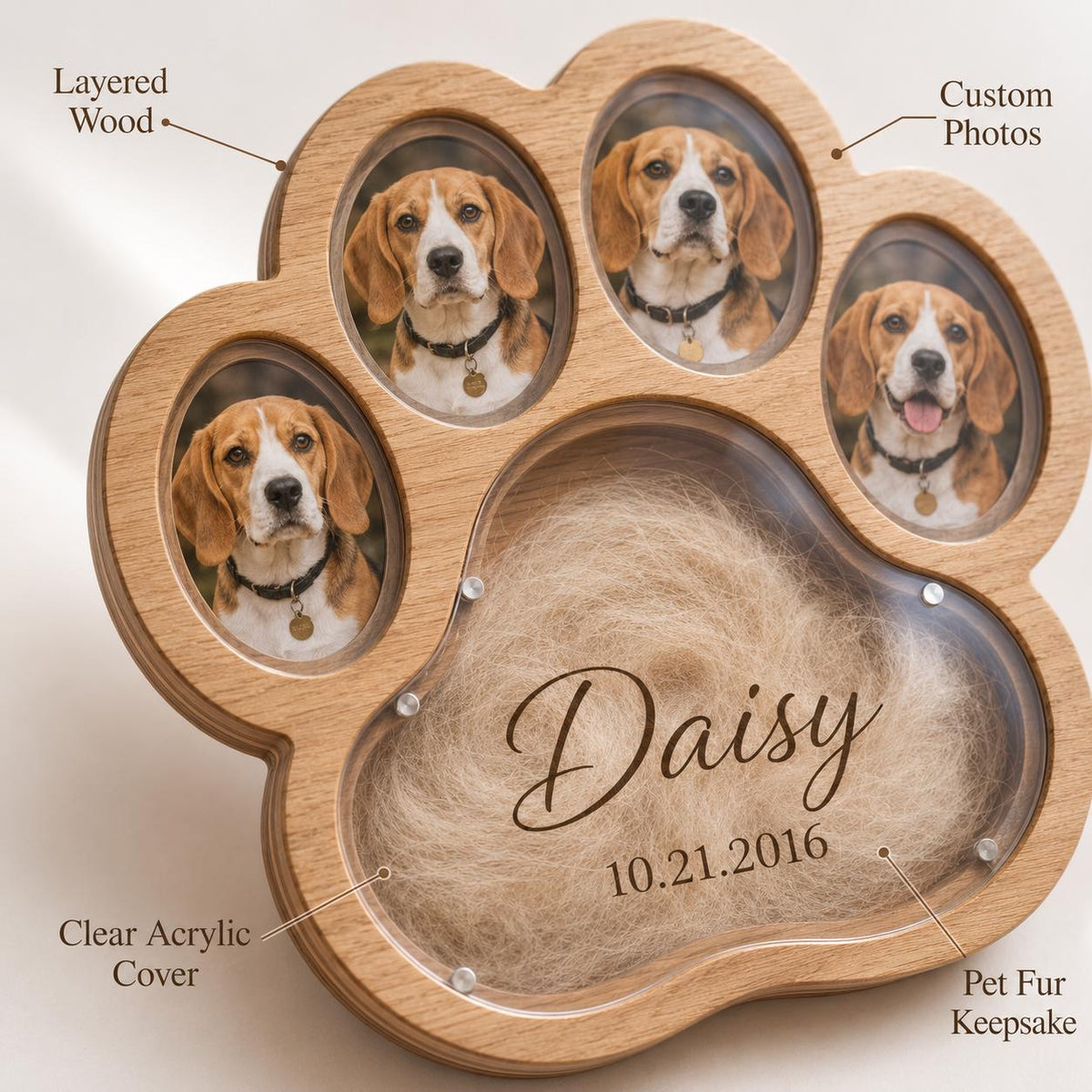 A paw-shaped layered wood frame featuring three oval photo slots containing pictures of a beagle, a clear acrylic cover, and a central compartment holding pet fur. The text Daisy and 10.21.2016 are printed on the acrylic surface.